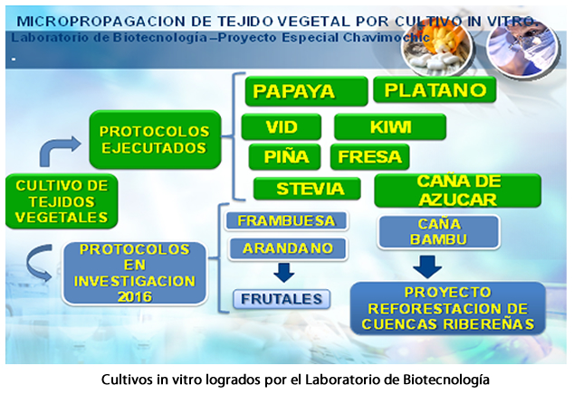 Cultivos in vitro